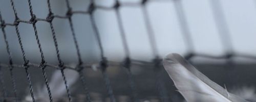 filet qui empêche les oiseau de déféquer dans le jardin