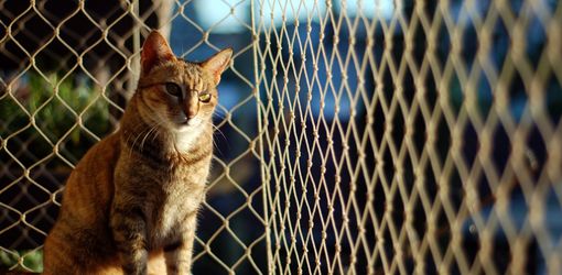 Délimitation avec un filet pour empêcher le chat de tuer des oiseaux