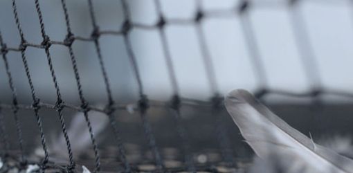 filet qui empêche les oiseau de déféquer dans le jardin